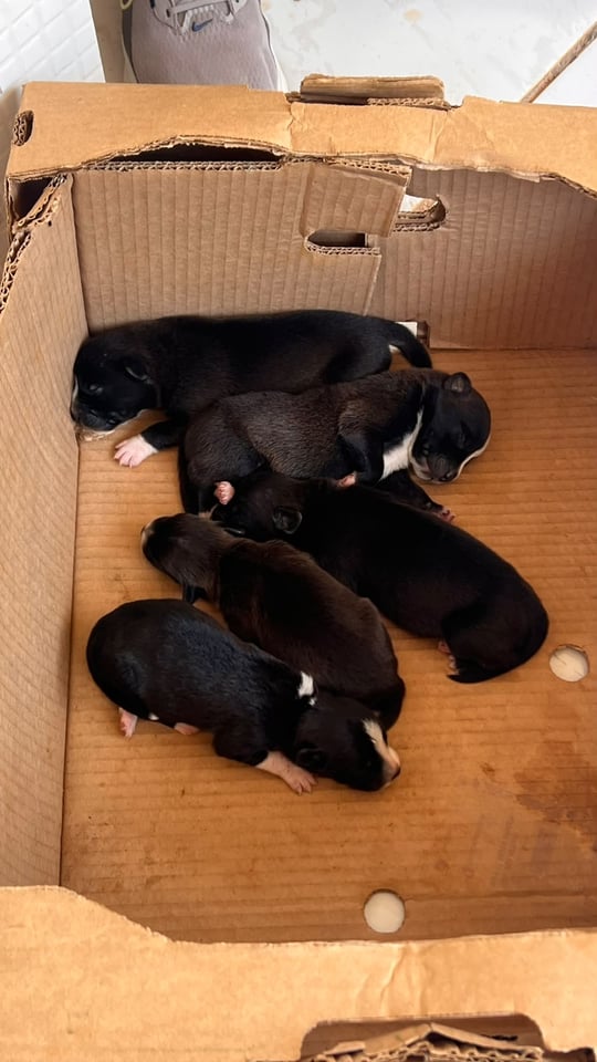 PROTEÇÃO ANIMAL - Seis filhotes recém-nascidos são deixados em caixa na frente de loja em Porto Velho