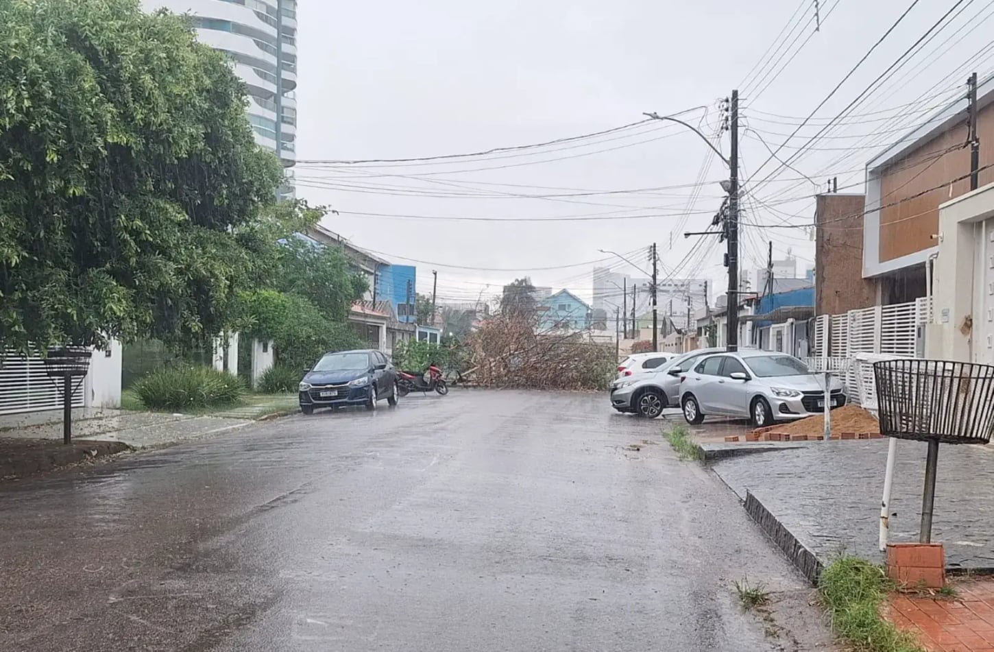 Risco de queda de árvores aumenta com a chegada do período chuvoso na capital