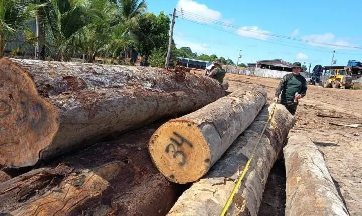 Batalhão de Polícia Ambiental flagra irregularidades e apreende madeira em empreendimento madeireiro em Candeias do Jamari
