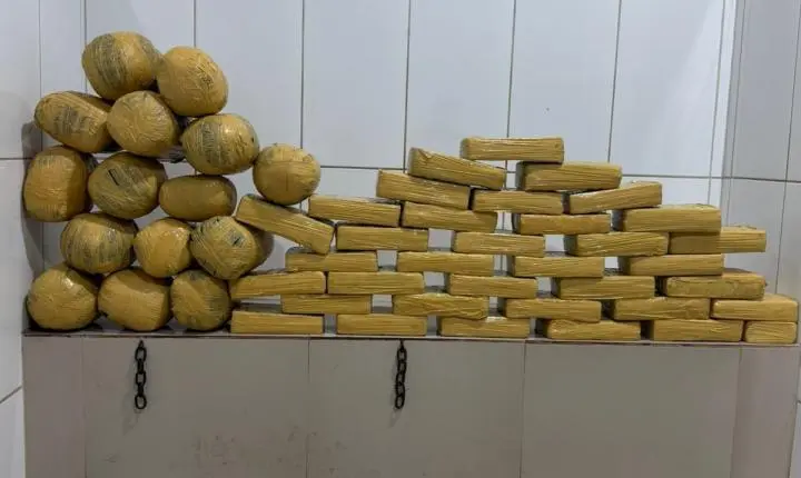 POLÍCIA MILITAR EM CACOAL APREENDE CERCA DE 50 KG DE MACONHA