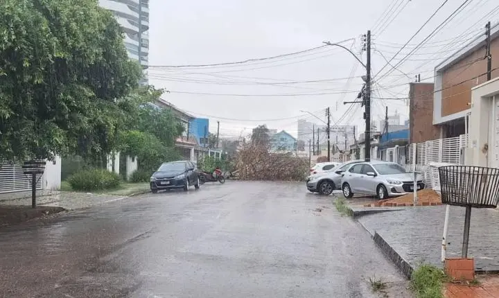 Risco de queda de árvores aumenta com a chegada do período chuvoso na capital
